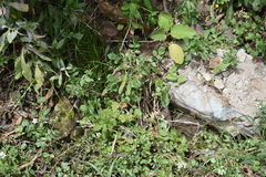 Rhinella limensis