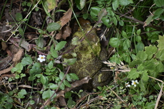Rhinella limensis