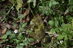 Rhinella limensis