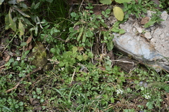 Rhinella limensis