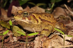Sclerophrys pardalis
