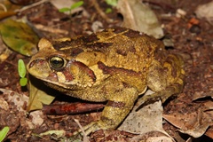 Sclerophrys pardalis