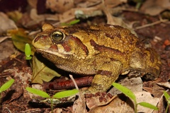 Sclerophrys pardalis
