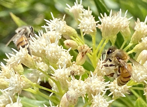 iNaturalist observation photo of Western Honey Bee