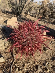 Ferocactus gracilis coloratus