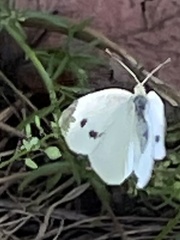 Pieris rapae