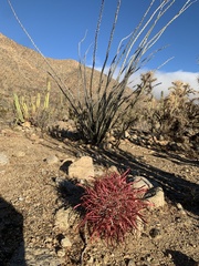 Ferocactus gracilis coloratus