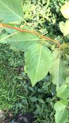 Pyrus calleryana
