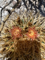 Ferocactus diguetii carmenensis