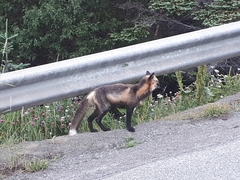 Vulpes vulpes deletrix