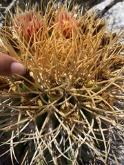 Ferocactus diguetii carmenensis