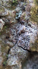 Anisomeridium biforme