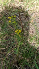 Jacobaea vulgaris dunensis