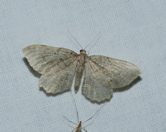 Philereme vetulata