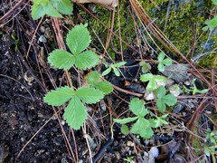 Fragaria mexicana