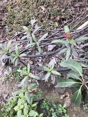 Asclepias curassavica