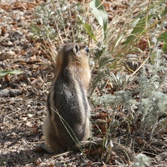 Callospermophilus lateralis lateralis