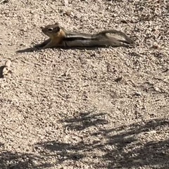 Callospermophilus lateralis lateralis