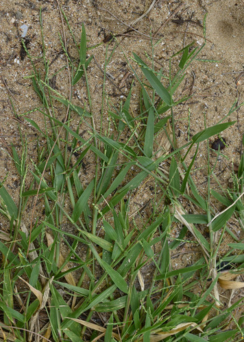 Urochloa distachyos