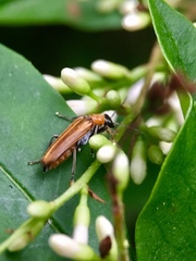 Anogcodes rufiventris