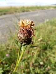 Centaurea