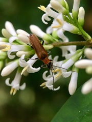 Anogcodes rufiventris