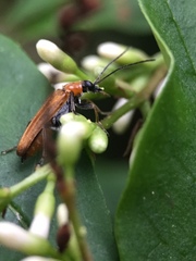 Anogcodes rufiventris