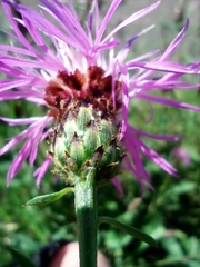 Centaurea