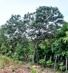 Lonchocarpus hintonii