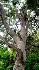 Lonchocarpus hintonii