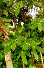 Lonchocarpus hintonii