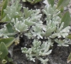 Artemisia furcata