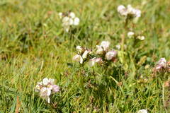 Pedicularis rhinanthoides