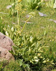 Archangelica tschimganica
