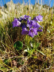 Campanula alpina