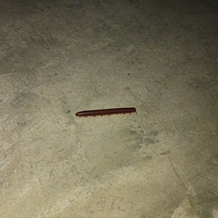 Trigoniulus corallinus