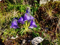 Campanula alpina