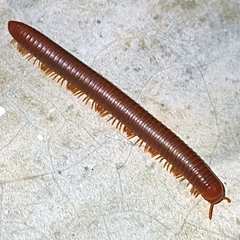 Trigoniulus corallinus