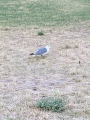 Larus delawarensis