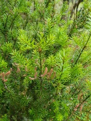 Podocarpus acutifolius
