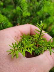 Podocarpus acutifolius