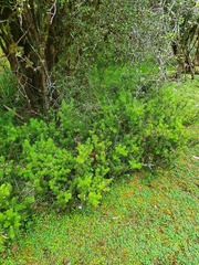Podocarpus acutifolius