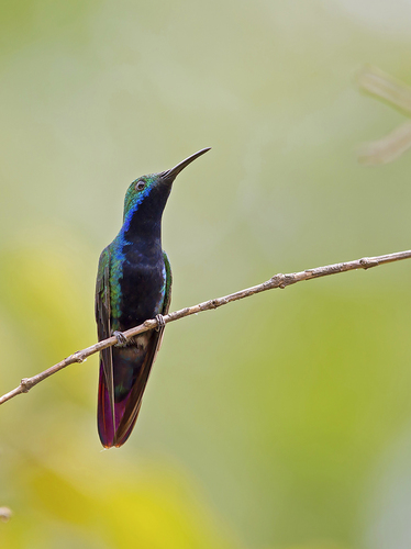 How to identify Anthracothorax nigricollis (Vieillot, 1817)