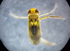 Cymatia rogenhoferi