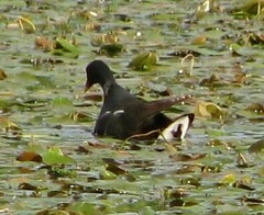 Gallinula chloropus