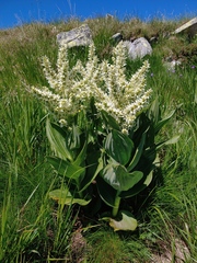 Veratrum album