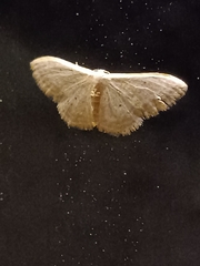 Idaea distinctaria
