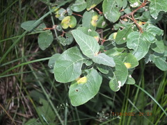 Shepherdia canadensis