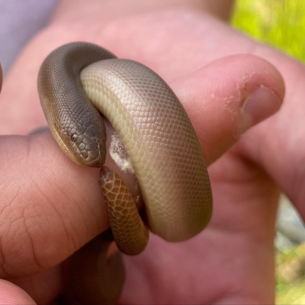 Northern Rubber Boa from Columbia Shuswap, BC, CA on August 02, 2022 at