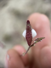 Cordylanthus nevinii